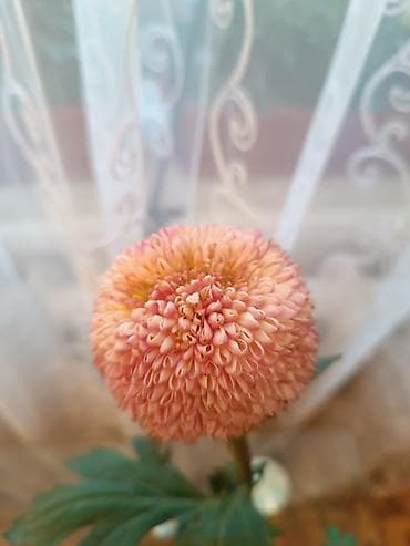 плетистые розы: Саженцы цветка: Хризантемы, Самовывоз — 4