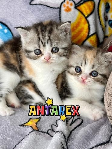 Продажа кошек: Шотландские короткошерстные котята от красивой привозной пары — 4