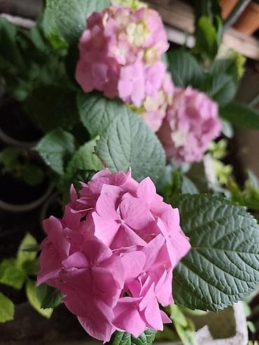 коня: Саженцы — 4