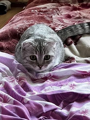 мышык: Скотиш Фолд (Шотландиялык шалпаң кулак), 6 айлык, Ургаачы, Лотокко барууга үйрөтүлгөн — 7