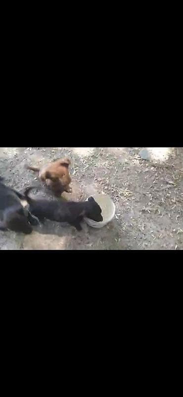 Животные: Щенки дворняжки🐶 Ищем любящих хозяев для замечательных щенков! Четыре — 7