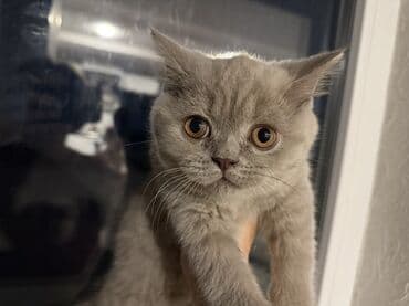 шотландская кошка бишкек: Скотиш Страйт (Шотландская прямоухая), 1 месяц, Девочка, Лиловый, Приучена к лотку — 1