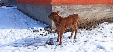 монгол ат: Продаю | Тёлка, Музоо, торпок | Для разведения, Для молока | Искусственник — 1