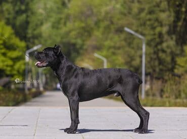 собака девочка: Вязка» КАНЕ КОРСО кандидат в чемпионы КР 2СAC,CACIB IKU KENNEL — 2