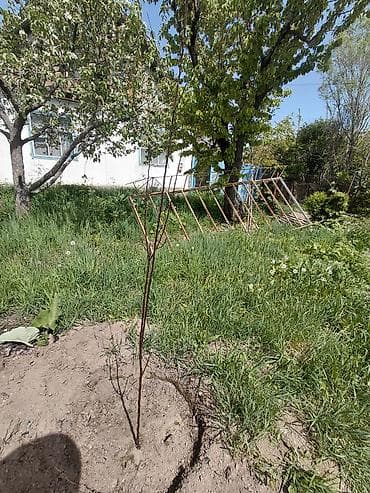 загородный дом для летнего отдыха: Продаётся одноэтажный дом с мансардой и приусадебным участком. - — 9
