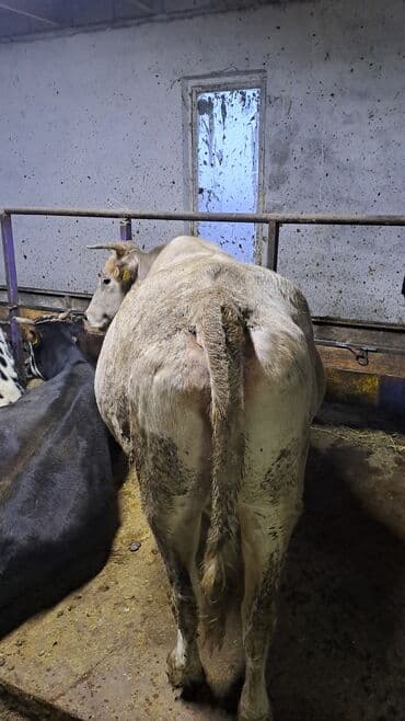 стальная карова: Продаю | Корова (самка) | На забой, Для разведения, Для молока | Привязанные — 2