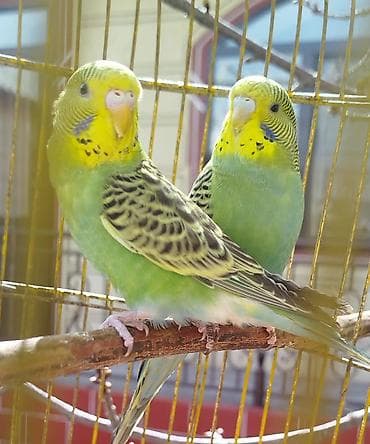 белка дегу: Валнистые папугаи за обоих — 1