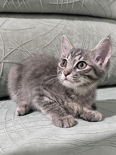 Животные: Котята — домашние компаньоны - Возраст: примерно 2–3 месяца (по фото — 4