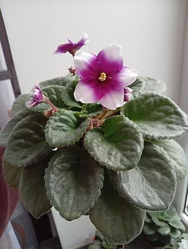 цветы канны: Продаю фиалки есть детки — 2