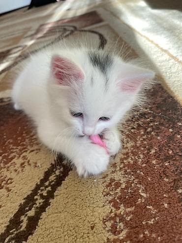 сфинкс стоимость: Котёнок белоснежного окраса с небольшой серой отметиной на макушке — 2