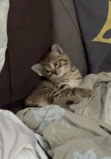 кошка кот: Отдам котят в добрые руки. три девочки : тигровая полоска черная с — 2