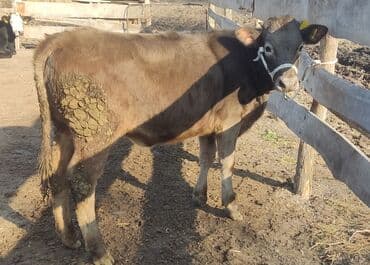 купить собаку доберман в бишкеке: Продаю | Тёлка | Алатауская — 1