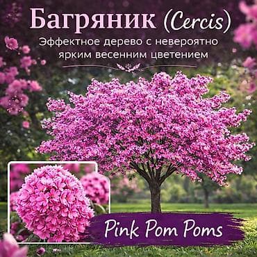 колючки: Https://t.me/blooming_garden_kg Редкие и эффектные декоративные — 1
