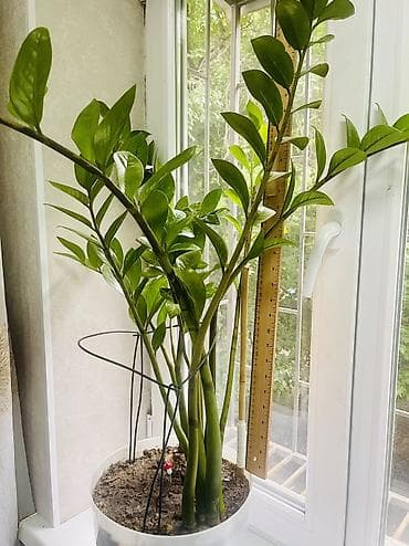замиокулькас: Продаётся крупный Замиокулькас (долларовое дерево) 🌿 Красивый — 3