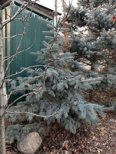 Бакча инвентары: Көчөттөр дарактардын: Карагайлар — 5