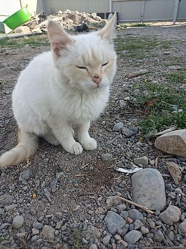 Продажа кошек: 7 месяцев, Девочка, Метис — 4