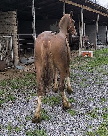 бургундский кролик: Продаю | Кобыла (самка) | Рабочий — 2