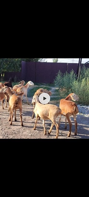 ат алам: Продаю | Овца (самка) | Для разведения | Матка — 1