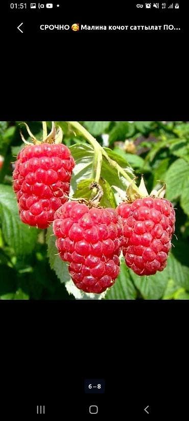 ящики для ягод: Саженцы малины, крупноплодные. На фото — мощные кусты с конусовидными — 1