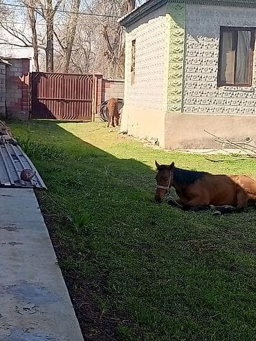 жеребая: Продаю | Жеребенок | Кара Жорго | Для разведения — 1