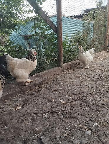 кой кыркам: Продаю | Куры | Полубрама, Домашняя | Несушки — 5