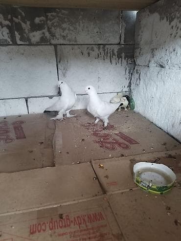 Пара белых домашних голубей. Описание: - Окрас: чисто-белый. - Тип