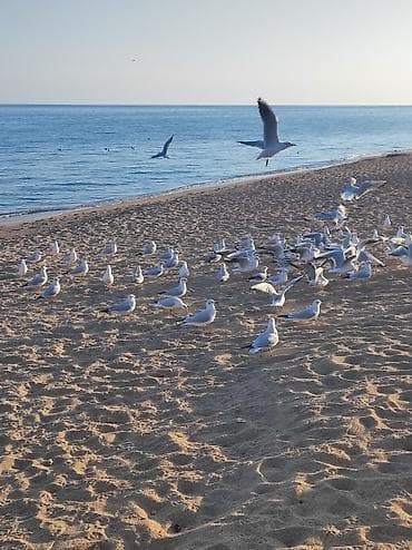 аренда гараж беловодский: Сниму в аренду на летний сезон Гостевой дом в Чолпон-Ата, Бант — 1