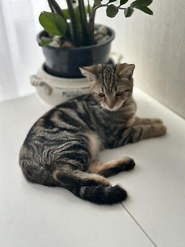 кошки шатланский: Девочка 4 месяца, порода скотиш страйт🥰 Котёнок с ярким тигровым — 2