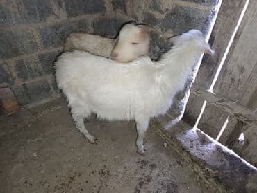 эчки бишкек: Сатам | Теке (эркек) — 9