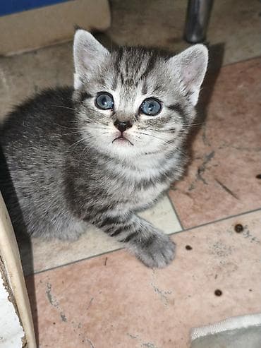 кошко: Полосатые котята от серебристой кошки - родились 13 апреля, 3 — 8