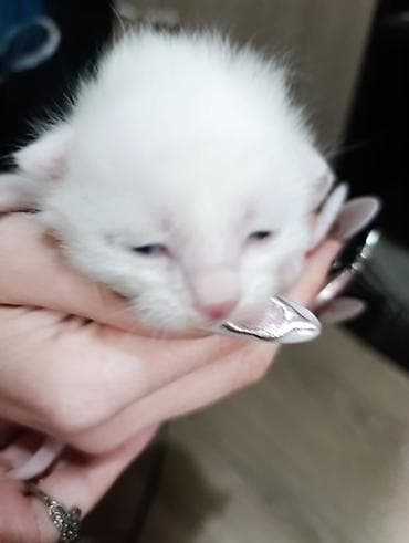 я ищу котёнка: Белоснежных котёнка с короткой мягкой шерстью. Окрас однотонный белый — 2