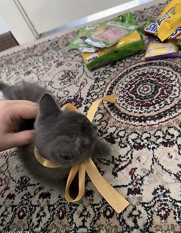 котик шотландский: Британский котёнок голубого окраса - Порода: британская — 2