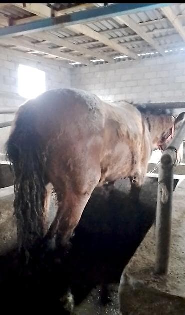 Кошки: Семиз кунандар сатылат баасы 120 000 — 3