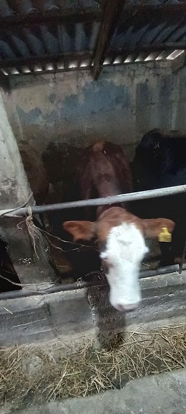 Животные: Продаю | Бык (самец) | На откорм | Привязанные — 4