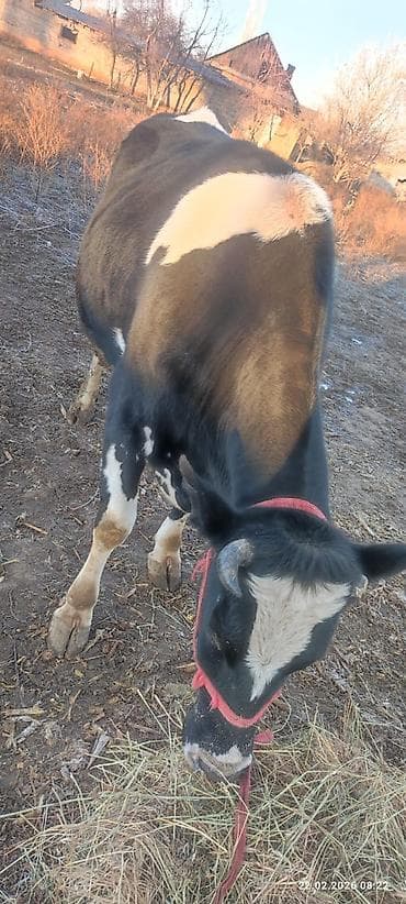 швиц тёлка: Продаю | Тёлка | Голштин | Привязанные — 2