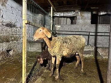 собака такса: Продаю | Овца (самка) | Для разведения | Матка — 2