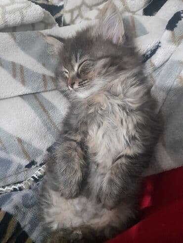 продам домик для кошки: Отдам котята в хорошие добрые руки,очень игривые любят людей.писать на — 3