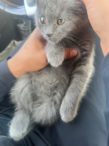 возьму котенка: Пушистый серый котёнок - Окрас: сплошной серый (дымчатый), мягкая и — 1
