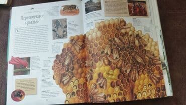 камуфляж форма бишкек: Продаю энциклопедию . 400 страниц в хорошем состоянии. твердый — 6