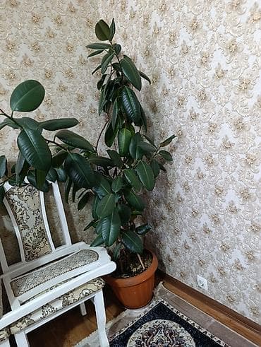 растение бамбук: Фикус эластика (каучуконосный), крупномер в напольном горшке. - — 2