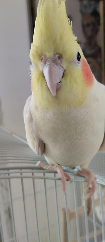 утка лалафа: Продаются две здоровые и ухоженные кореллы. 🐦 Описание птиц: 1 корелла — 6