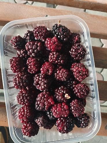 Бал: Кара бүлдүркөн Чекене — 3