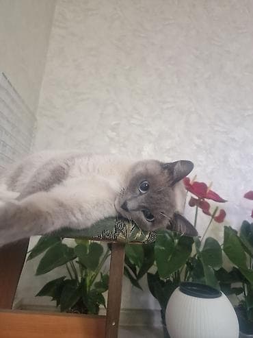 простое одеяло: Кошка сиамской породы,приучена к лотку — 1