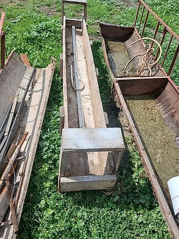 маркой свинка: Продаю | Баран (самец) — 6
