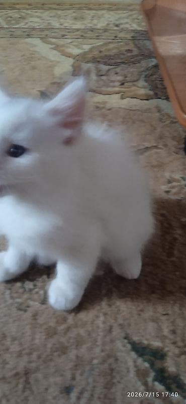 Животные: Мейн-Куны🥰. Продаётся Эксклюзивный Мейн-Кун ❤️ котик 😊 Будет скорее — 6