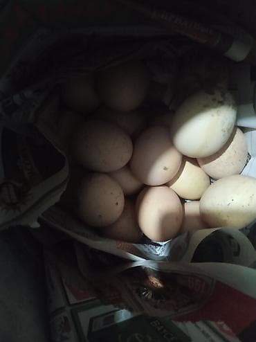 Дакановские.кореец.бойцовские.породистые.для.потомка.в.наличие.20-25.ш