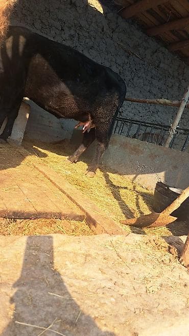 Продам с/х животных: Продаю | Музоо, торпок | Для разведения | Племенные — 3