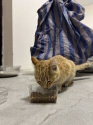 домики для хомяков купить: Кошка даром: Беспородная, 4 месяца, Девочка, Приучена к лотку — 2