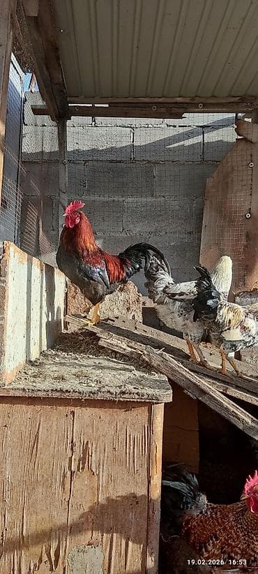 Үй жаныбарлары үчүн товарлар: Сатам | Короздор | Көбөйтүү үчүн — 2