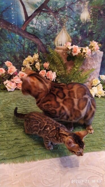 куда можно отдать собаку в бишкеке: Бенгальская, 2 месяца, Девочка — 26